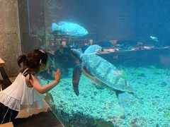 -海棠湾洲际-涛·海底餐厅·美人鱼·自助餐·海底隧道