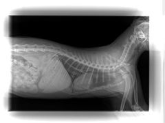 -佳雯宠物医院(金华南路分院)