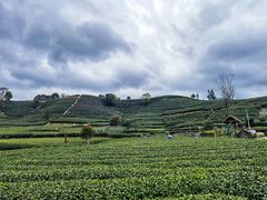 -龙坞茶村