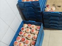 -老袁家蜜桃农场·阳山水蜜桃