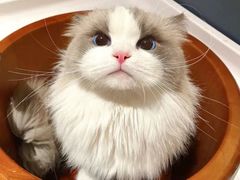 -猫十亿·布偶金渐层·曼基康矮脚猫舍(青年路店)