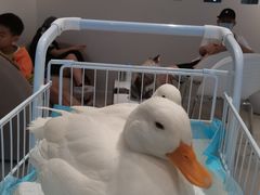 -怪兽屋·羊驼·猫咖·狗咖(俊华广场店)