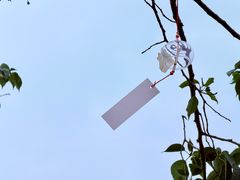 -空港花田景区