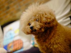 -more than meow吴止猫主题餐厅(承德 中船汇店)