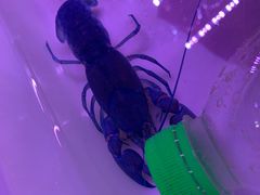 -华声天桥民俗文化园