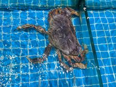 -梦都海鲜酒家(万达广场江桥店)