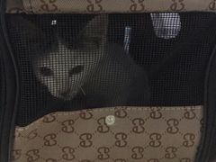 -莘程宠物医院(金山店)