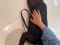 -帕帕拉兹宠物(亚洲旗舰店)