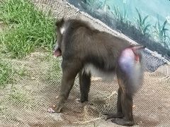 -西霞口神雕山野生动物世界