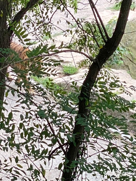 大连森林动物园图片