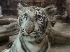 -清迈夜间动物园