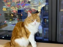 -喵园·猫主题咖啡厅·撸猫·猫咖(国贸店)