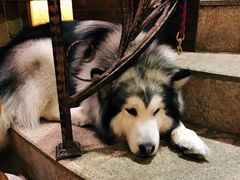 -more than meow吴止猫主题餐厅(承德 中船汇店)