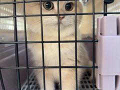 -pd派德宠物中心医院24H急重症·眼科中心·血液透析中心(嵩山北路店)