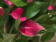 -双季花艺园艺市场(浦东店)