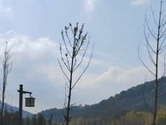 -千年银杏谷文化旅游区