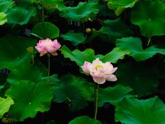-荷塘月色湿地公园·向阳花洲
