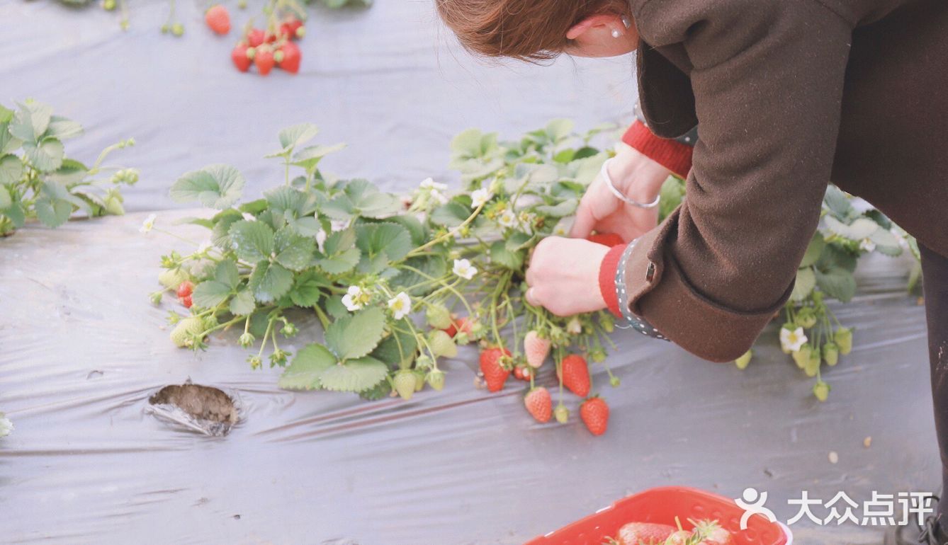 [糖果]今天的天气很适合摘草莓哦🍓