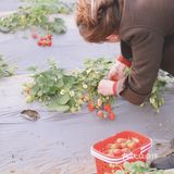 [糖果]今天的天气很适合摘草莓哦🍓
