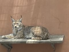-青藏高原野生动物园
