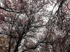 -西苑公园