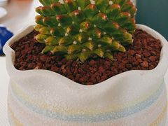 -花鸟鱼虫鲜花绿植市场(玉泉路店)