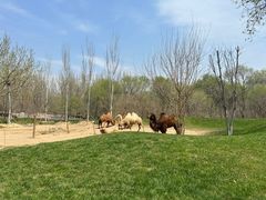-北京野生动物园