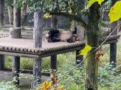 -中国大熊猫保护研究中心雅安碧峰峡基地