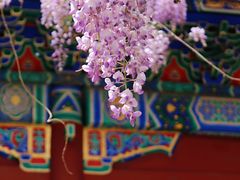 -北京国子监胡同