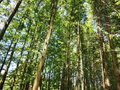 -桤木河湿地公园