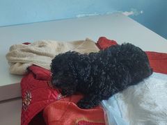 -瑞派福兴宠物医院犬猫全科·骨科·中西医结合(河东店)