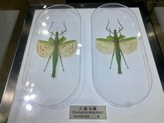 -上海昆虫博物馆