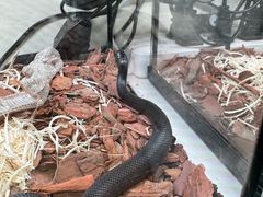 -青石桥花鸟鱼虫市场(叠翠城店)