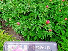 -莲花池公园