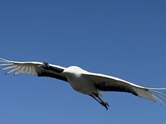 -盐城丹顶鹤湿地生态旅游区