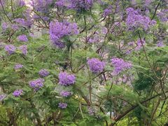 -尊宝比萨(东坡店)