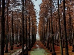 -渌洋湖湿地公园