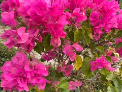 -南宫五洲植物乐园