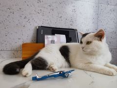 -喵园·猫主题咖啡厅·撸猫·猫咖(国贸店)
