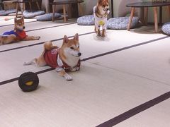 -逗柴咖啡屋·狗咖猫咖宠物桌游
