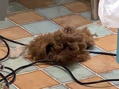 -米苏动物医院·犬猫专科·骨科外科内窥镜
