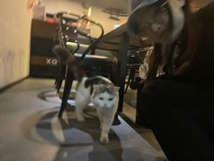 -Mr.Fox狐狸先生超级密室(南山店)