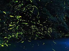 -怀托摩萤火虫洞