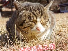 -须弥福寿之庙