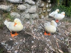 -麻小度青花椒鱼(安德总店)