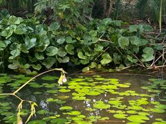 -中国科学院西双版纳热带植物园