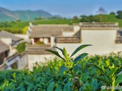 -帐篷客·溪龙茶谷度假酒店