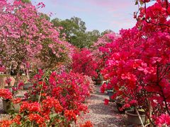 -莲花山公园