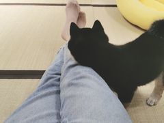 -逗柴咖啡屋·狗咖猫咖宠物桌游