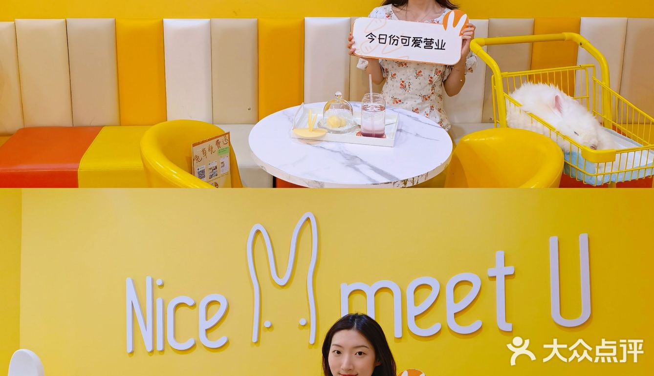 成都探店丨安哥拉巨兔超萌的